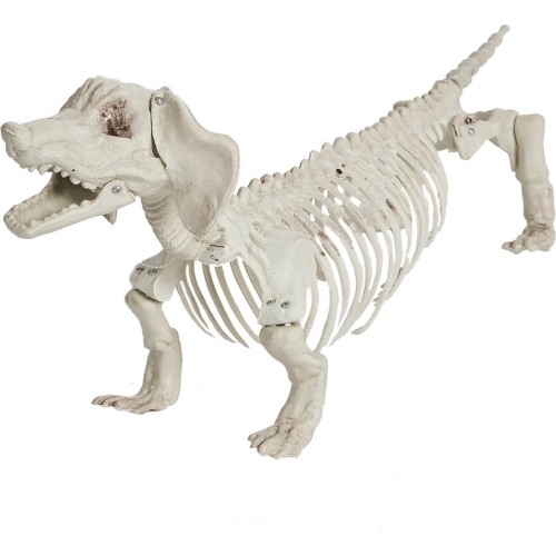 Taksikoera skelett, 55cm