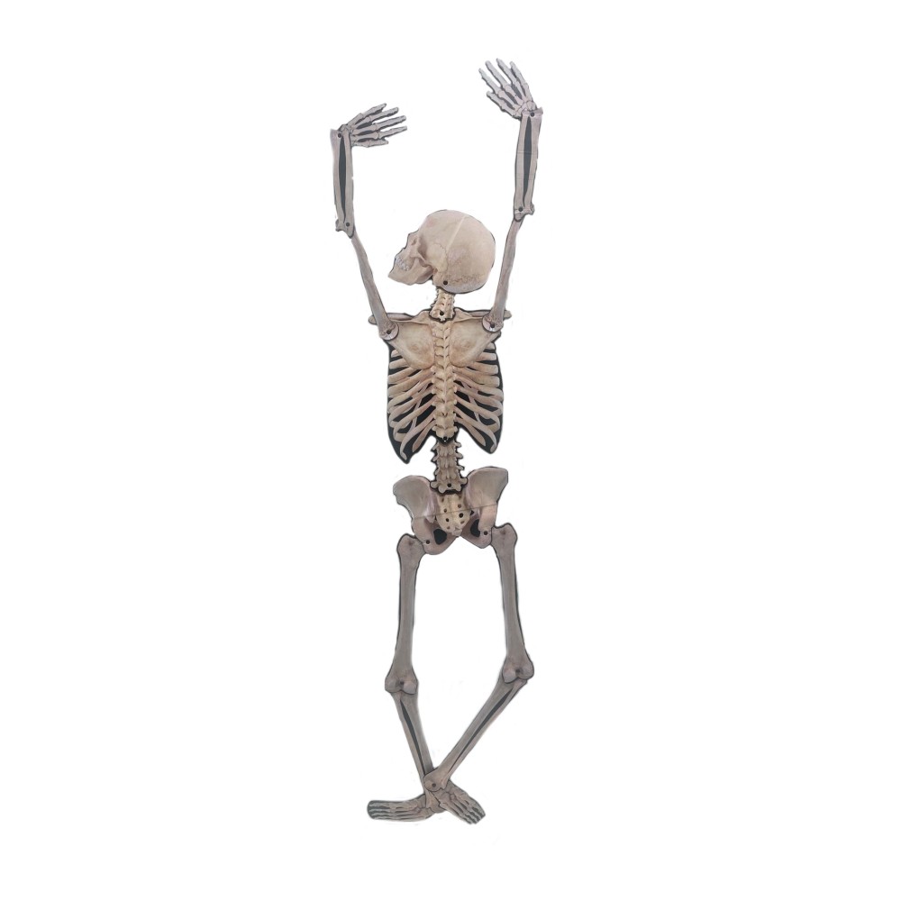 Скелет, декорация,150см