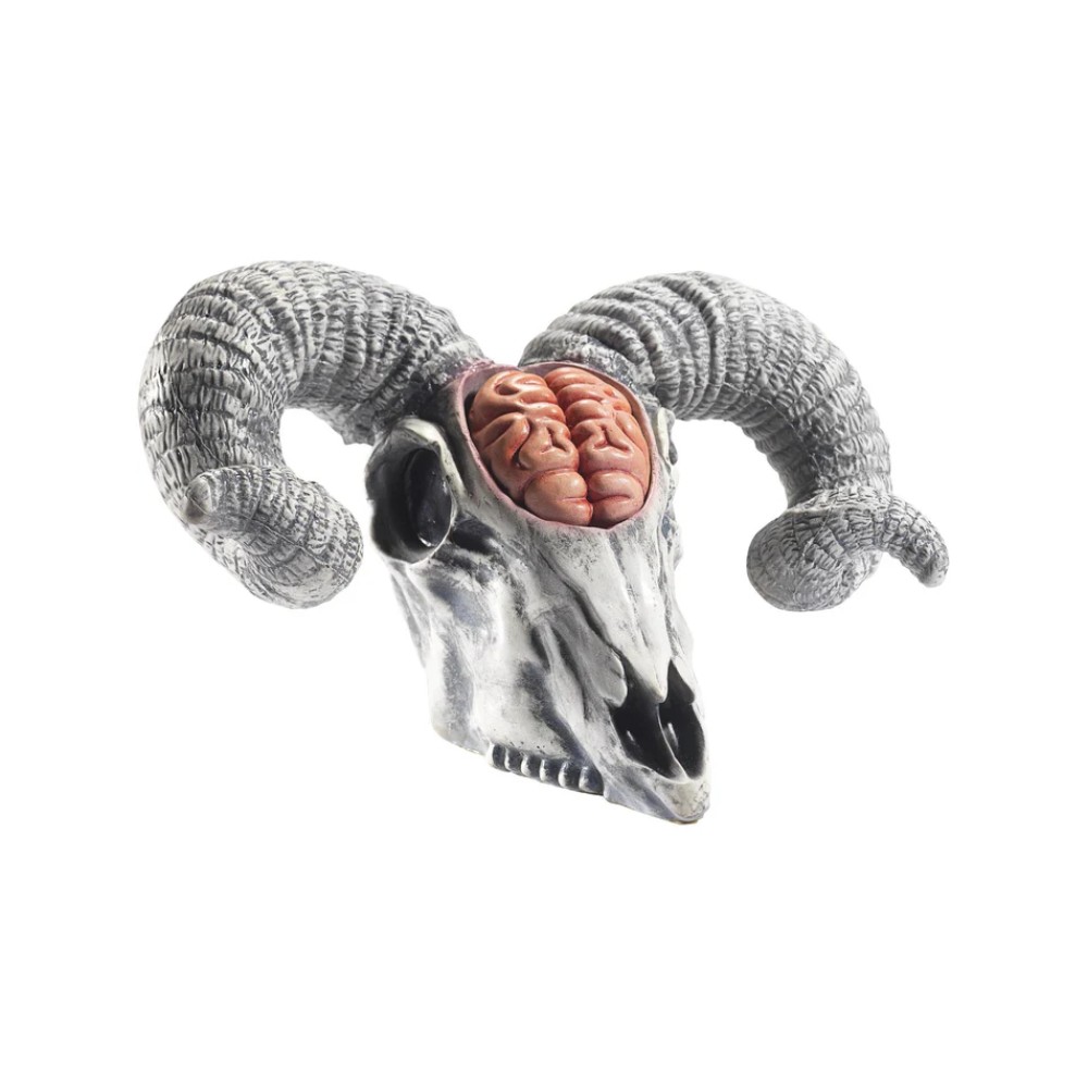 Rams skull with brain Rams skull with brain