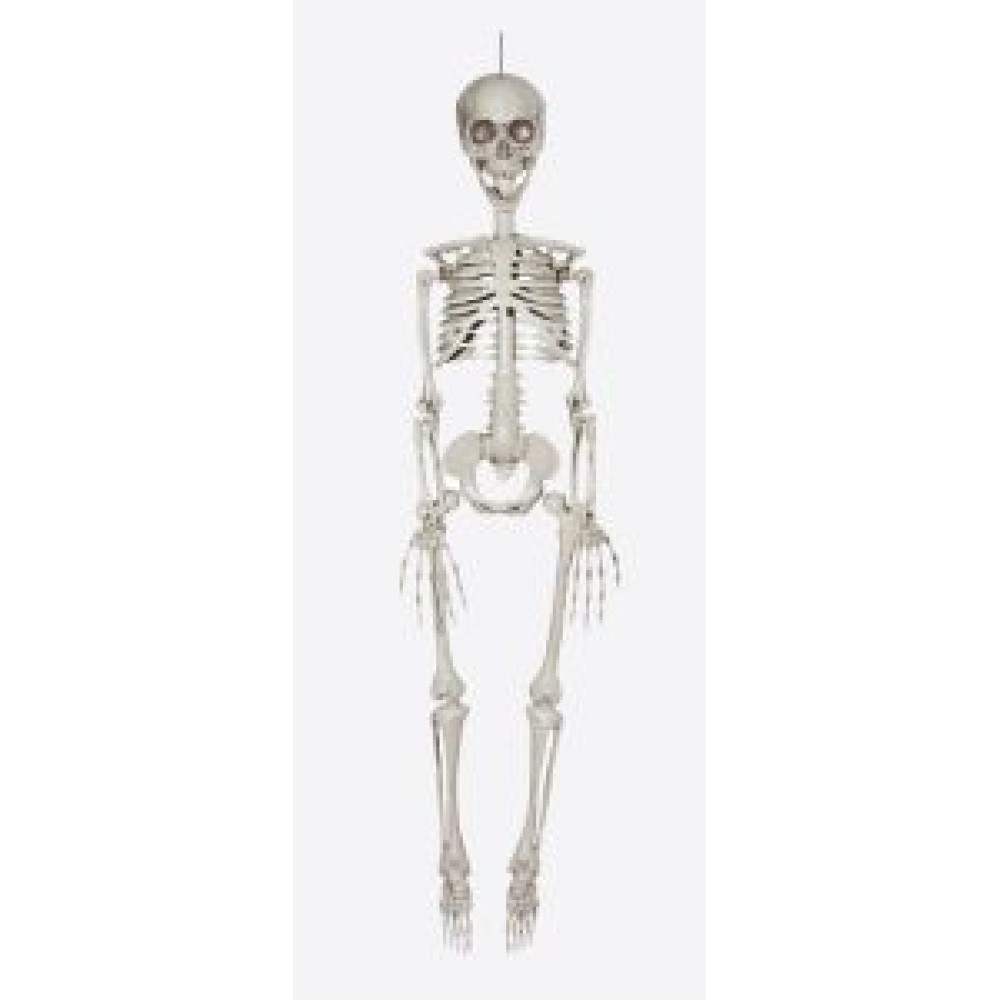 Deco skeleton, 80cm