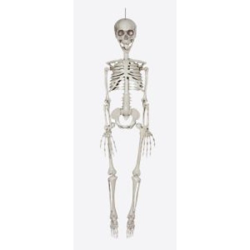 Deco skeleton, 80cm