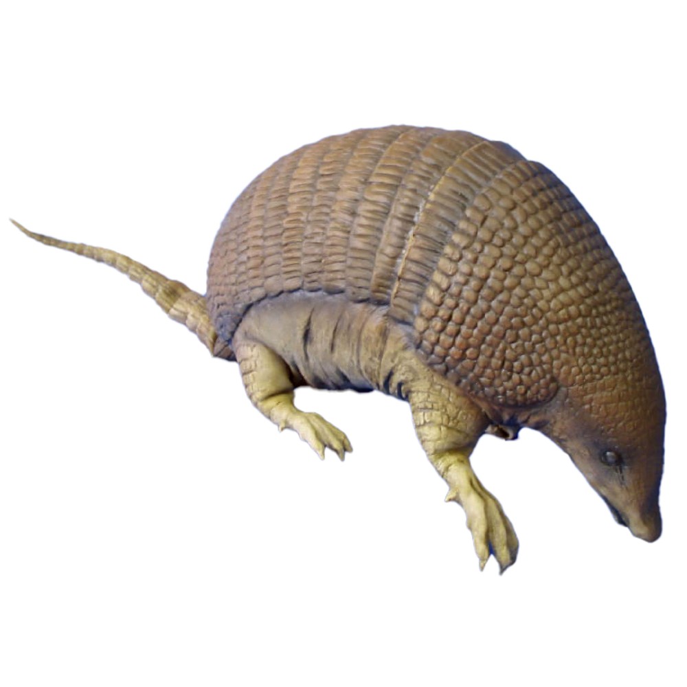 Armadillo, decoration