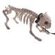 Skeleton dog