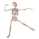 Deco skeleton, 150cm